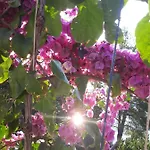 Vila Mt *
